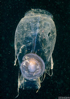 Salpa fusiformis (Common Salp)