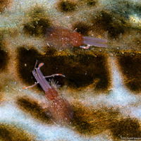 Copepoda sp.1 (Copepod)