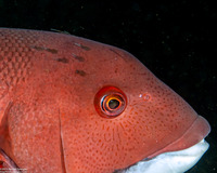 Copepoda sp.1 (Copepod)