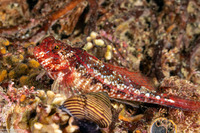 Orthonopias triacis (Snubnose Sculpin)
