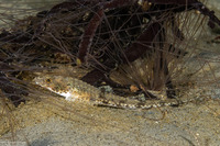 Odontopyxis trispinosa (Pygmy Poacher)