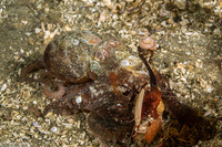 Octopus rubescens (Red Octopus)
