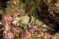 Artedius corallinus (Coralline Sculpin)