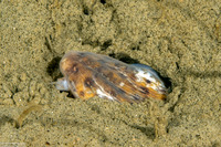 Ophichthus triserialis (Pacific Snake Eel)