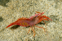 Heptacarpus palpator (Intertidal Coastal Shrimp)