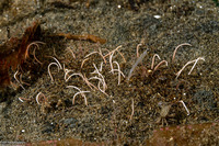 Cirriformia sp.1 (Cirriformia sp.1)