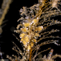 Eubranchus rustyus (Homely Aeolid)