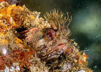 Neoclinus stephensae (Yellowfin Fringehead)