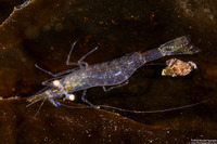 Heptacarpus tenuissimus (Slender Shrimp)