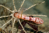 Praxillura maculata (Windmill Worm)