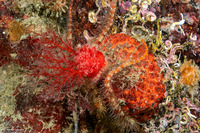 Psolus chitonoides (Slipper Sea Cucumber)