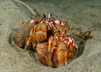 Pagurus armatus (Blackeyed Hermit Crab)
