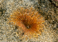 Sabellidae sp.5 (Sabellidae sp.5)