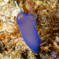 Rhopalaea sp.2 (Rhopalaea sp.2)