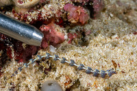 Pteraeolidia semperi (Blue Dragon Nudibranch)