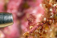 Phycocaris simulans (Red Algae Hairy Shrimp)