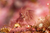 Phycocaris simulans (Red Algae Hairy Shrimp)