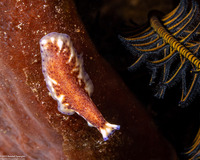 Pseudoceros sp.6 (Pseudoceros sp.6)