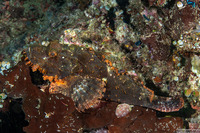 Scorpaenopsis oxycephala (Tasseled Scorpionfish)