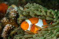 Amphiprion percula (Clown Anemonefish)