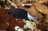 Chromis margaritifer (Bicolor Chromis)