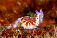 Pseudoceros sp.6 (Pseudoceros sp.6)