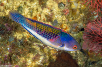 Cirrhilabrus cyanopleura (Bluesided Fairy Wrasse)
