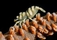 Pontonides ankeri (Barred Wire Coral Shrimp)