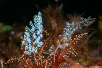 Perophora namei (Blue Bell Sea Squirt)