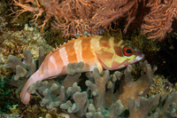 Epinephelus fasciatus (Blacktip Grouper)