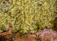 Botryllus sp.4 (Botryllus sp.4)