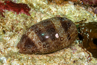 Arestorides argus (Hundred-Eyed Cowry)