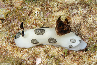 Jorunna funebris (Mourning Jorunna)