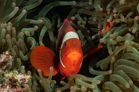 Amphiprion biaculeatus (Spinecheek Anemonefish)
