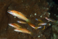 Pseudocoris yamashiroi (Redspot Wrasse)
