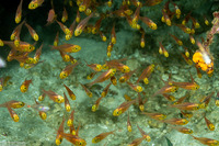 Parapriacanthus ransonneti (Golden Sweeper)