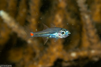 Ostorhinchus parvulus (Redspot Cardinalfish)