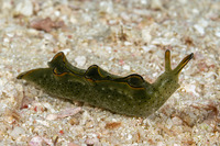 Elysia ornata (Ornate Sapsucking Slug)