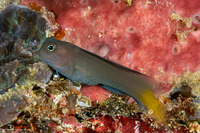Ecsenius bicolor (Bicolor Coralblenny)