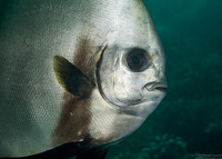 Platax boersii (Golden Spadefish)