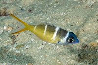 Monotaxis heterodon (Redfin Bream)