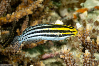 Meiacanthus grammistes (Striped Fangblenny)