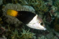 Hemigymnus melapterus (Blackeye Thicklip)
