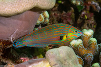 Halichoeres melanurus (Pinstriped Wrasse)