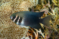 Neoglyphidodon thoracotaeniatus (Barhead Damsel)