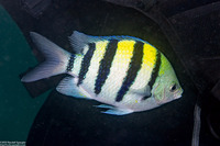 Abudefduf vaigiensis (Indo-Pacific Sergeant)