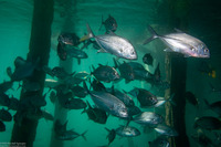 Caranx sexfasciatus (Bigeye Trevally)