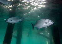 Kyphosus vaigiensis (Brassy Chub)