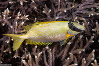 Siganus puellus (Masked Rabbitfish)