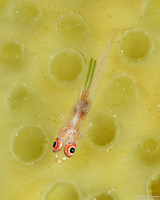 Bryaninops erythrops (Translucent Coral Goby)